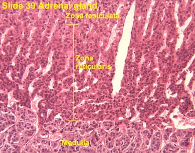 Adrenal: Adrenal Zona Fasciculata